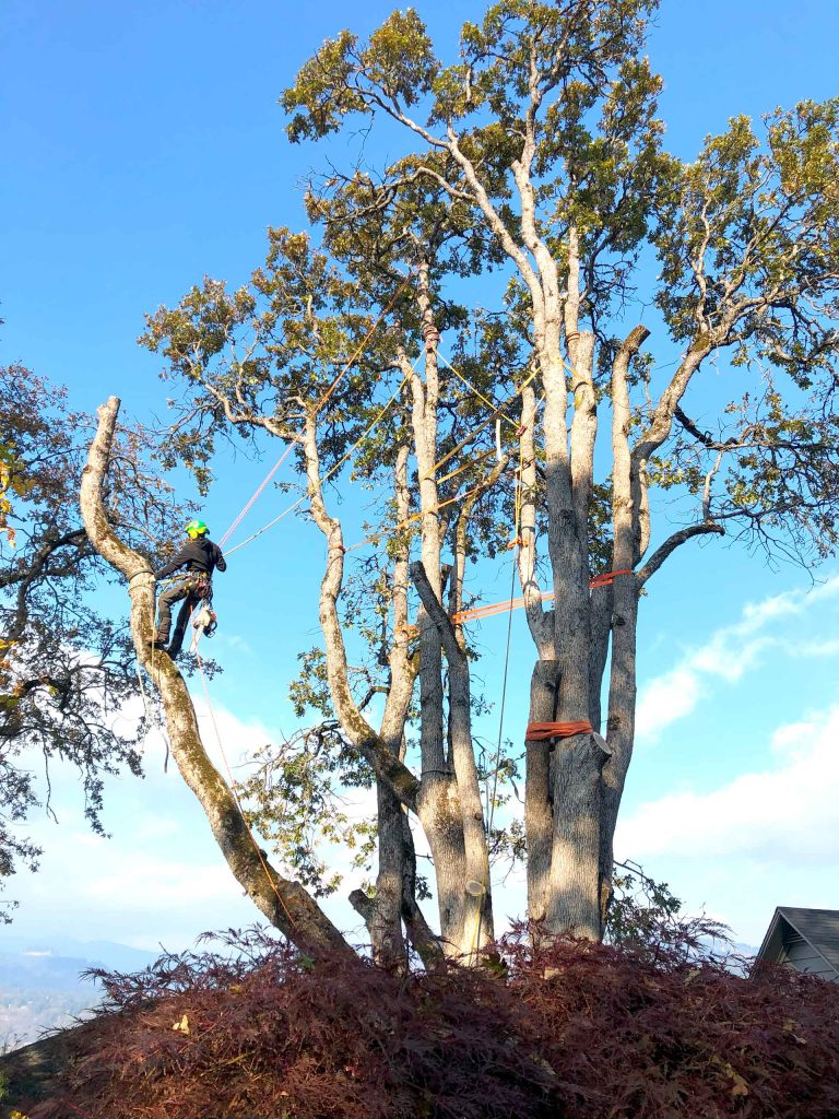 professional tree removal