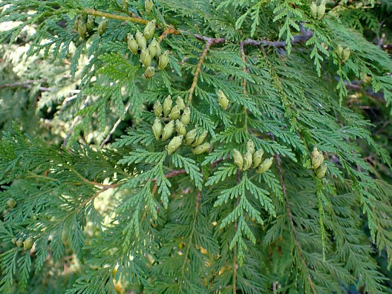 fast-growing trees western red cedar tree